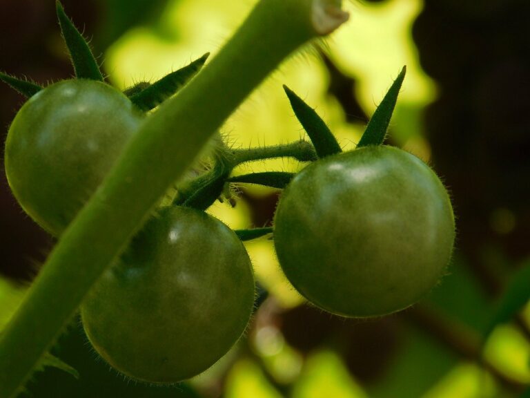 tomato-g0ec08310a_1280